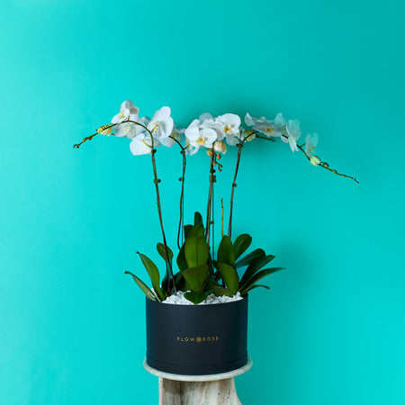 Mono Arrangement
