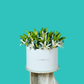 White Lilies