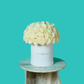 White Rose