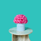 Pink Rose