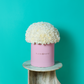 White Carnation
