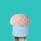 Pink Carnation