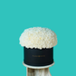 White Carnation