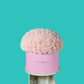Pink Carnation