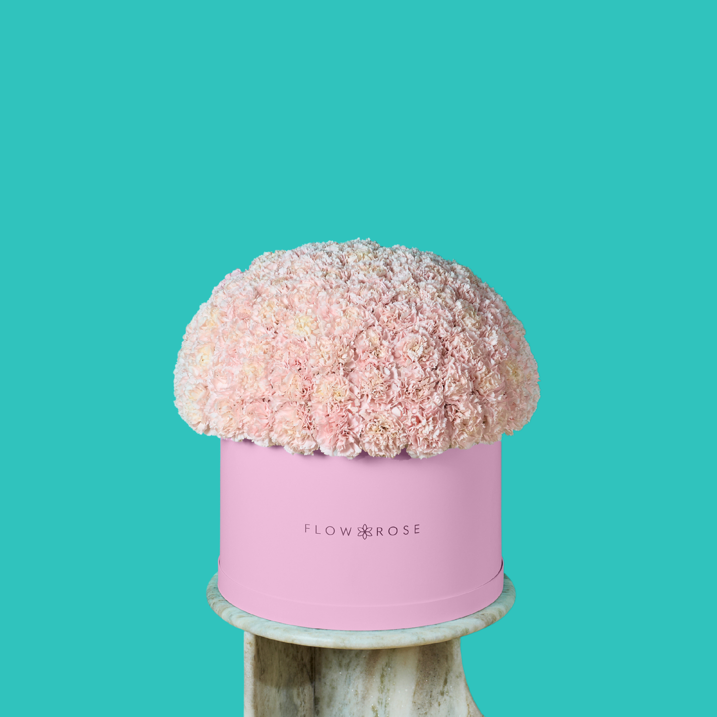 Pink Carnation