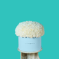 White Carnation