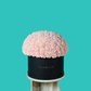 Pink Carnation