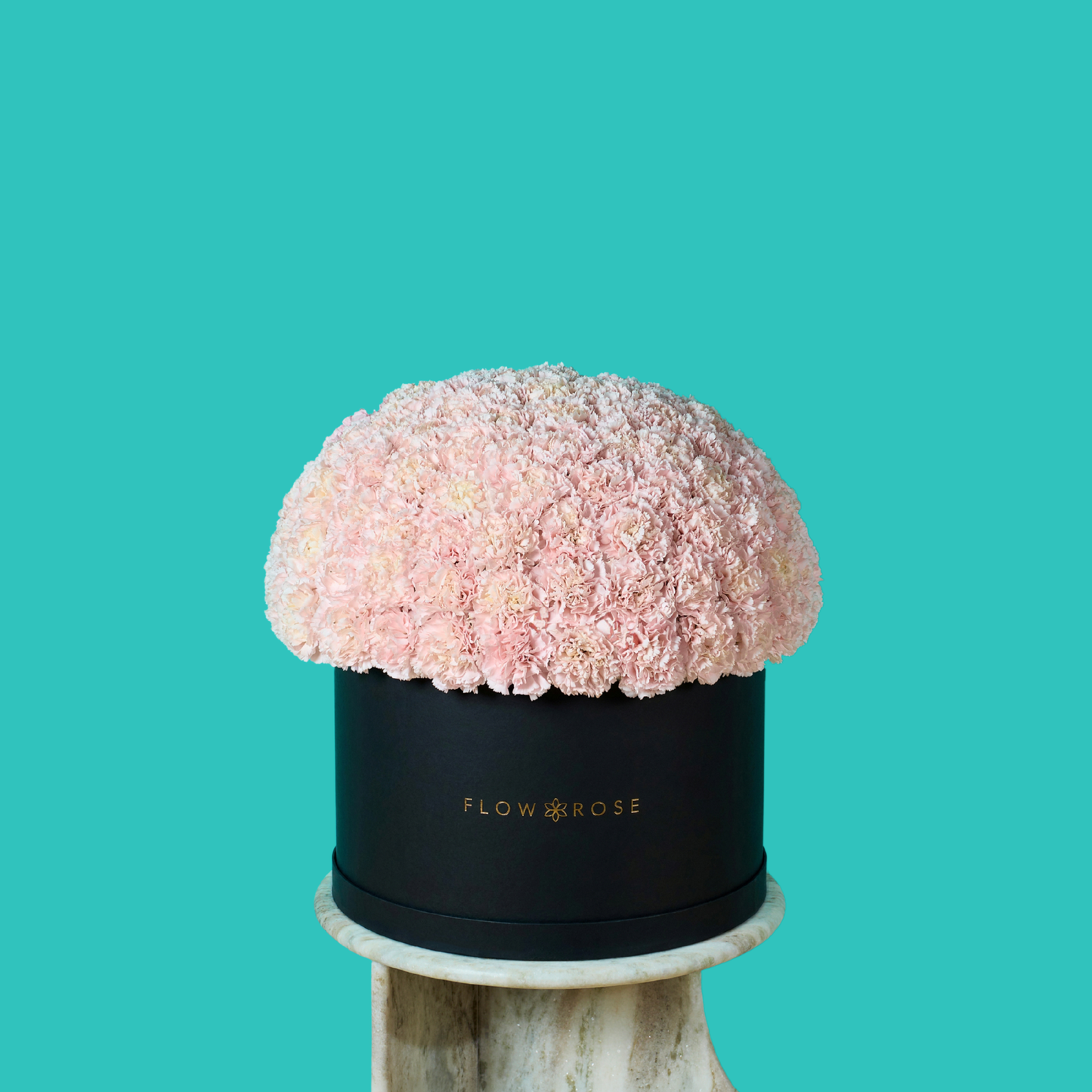Pink Carnation