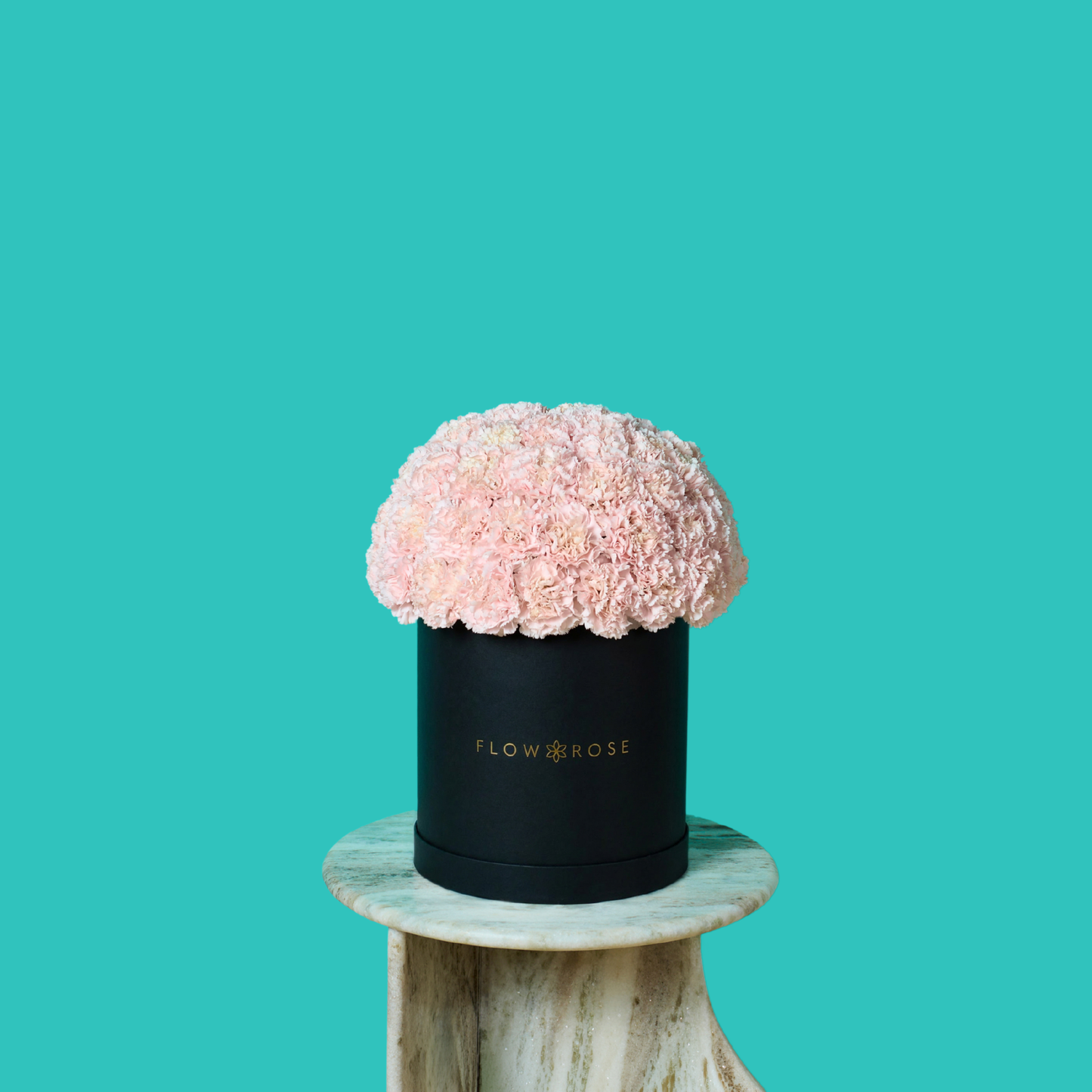 Pink Carnation