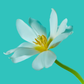 Pure Simplicity