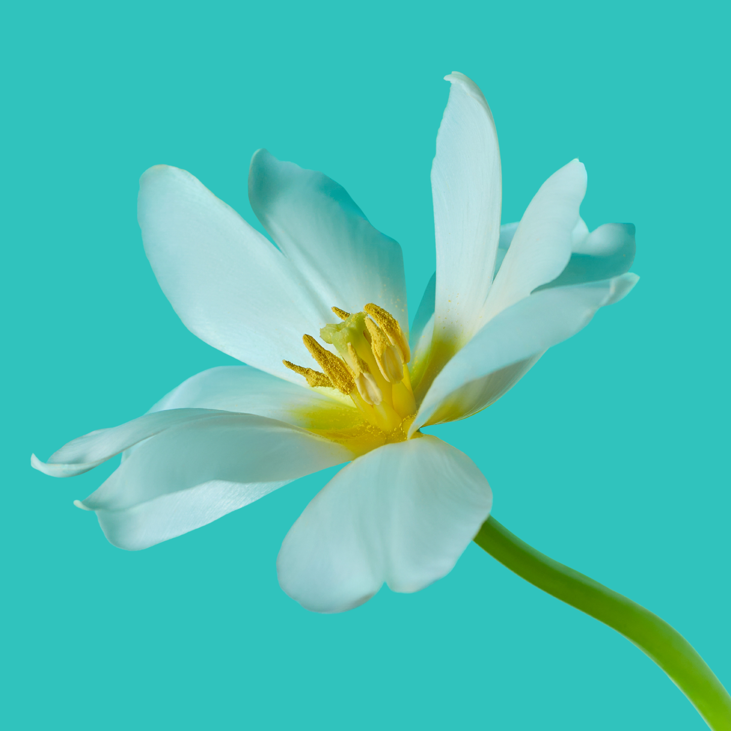 Pure Simplicity