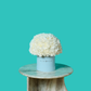 White Carnation