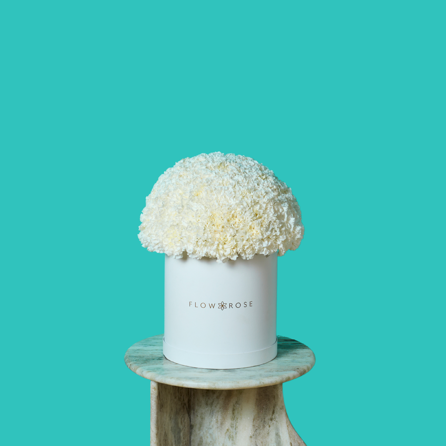 White Carnation