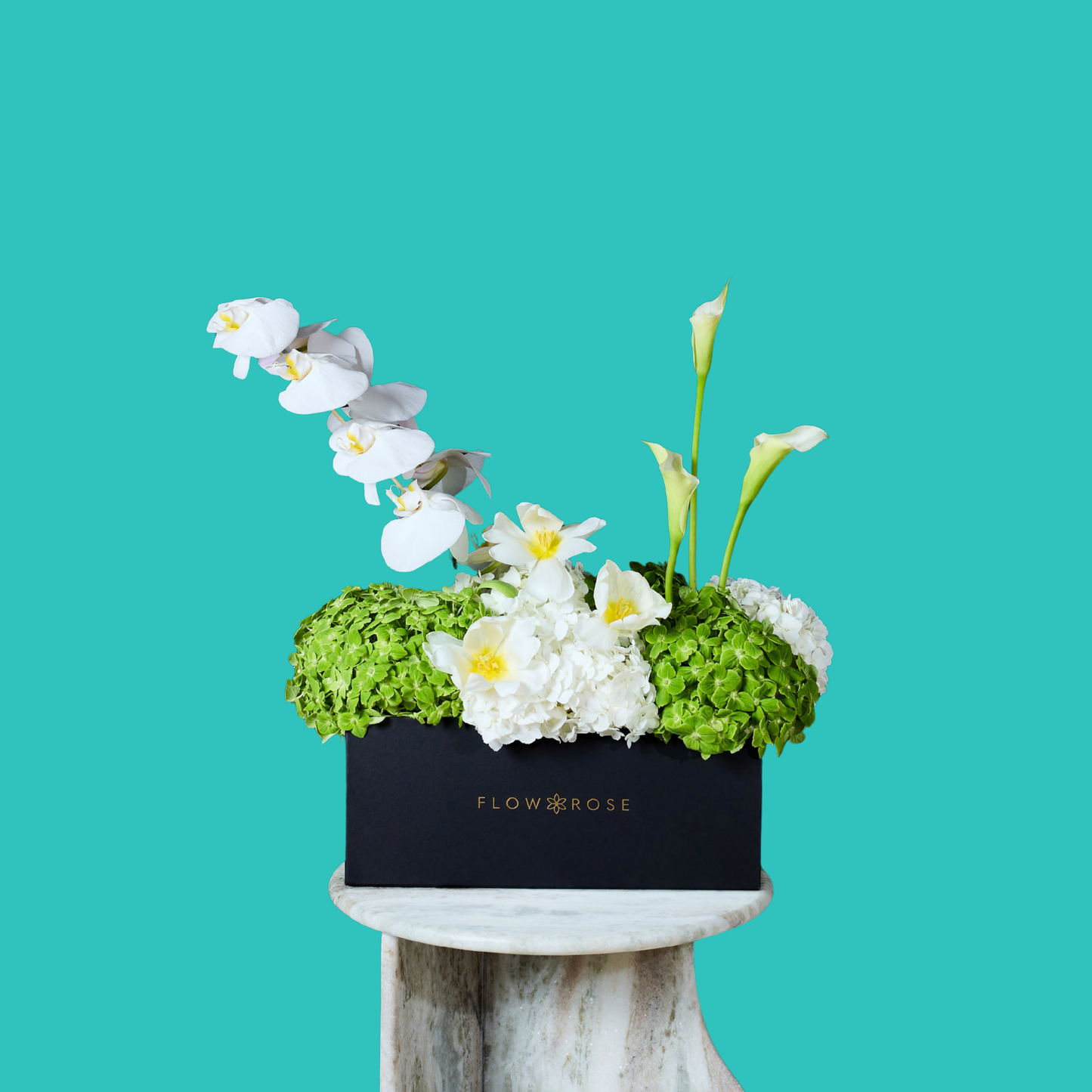 Orchidée Blanche