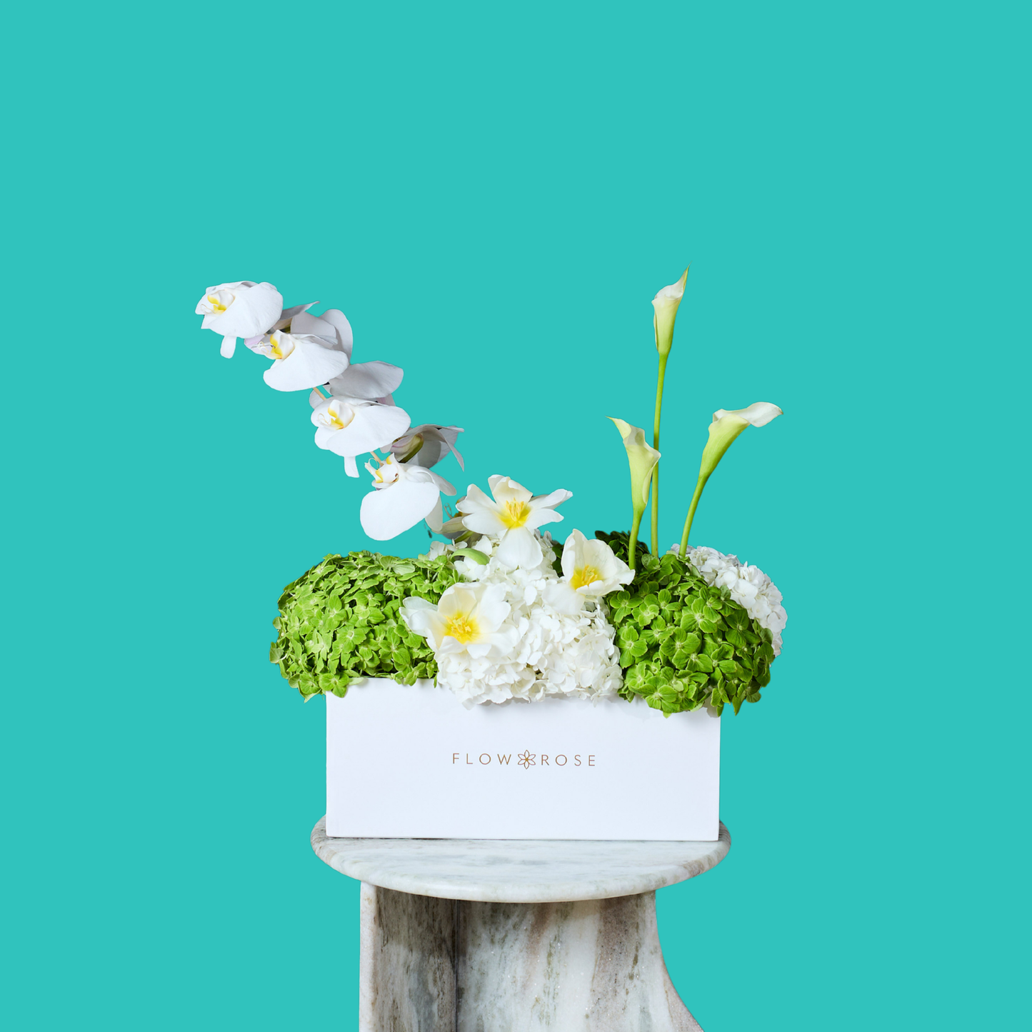 Orchidée Blanche