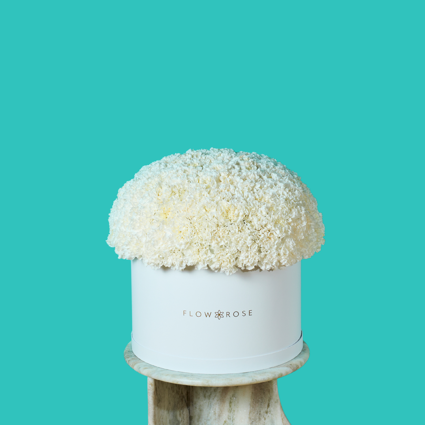 White Carnation