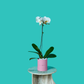 Plant Orchid