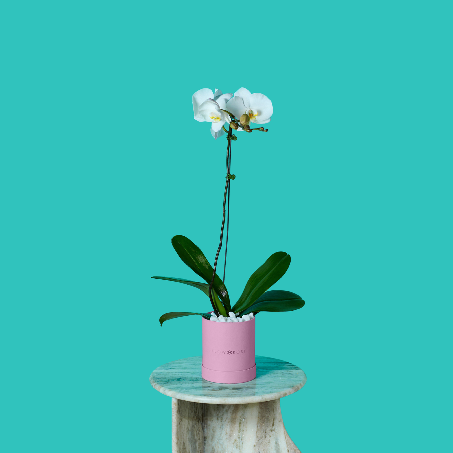 Plant Orchid