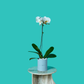 Plant Orchid