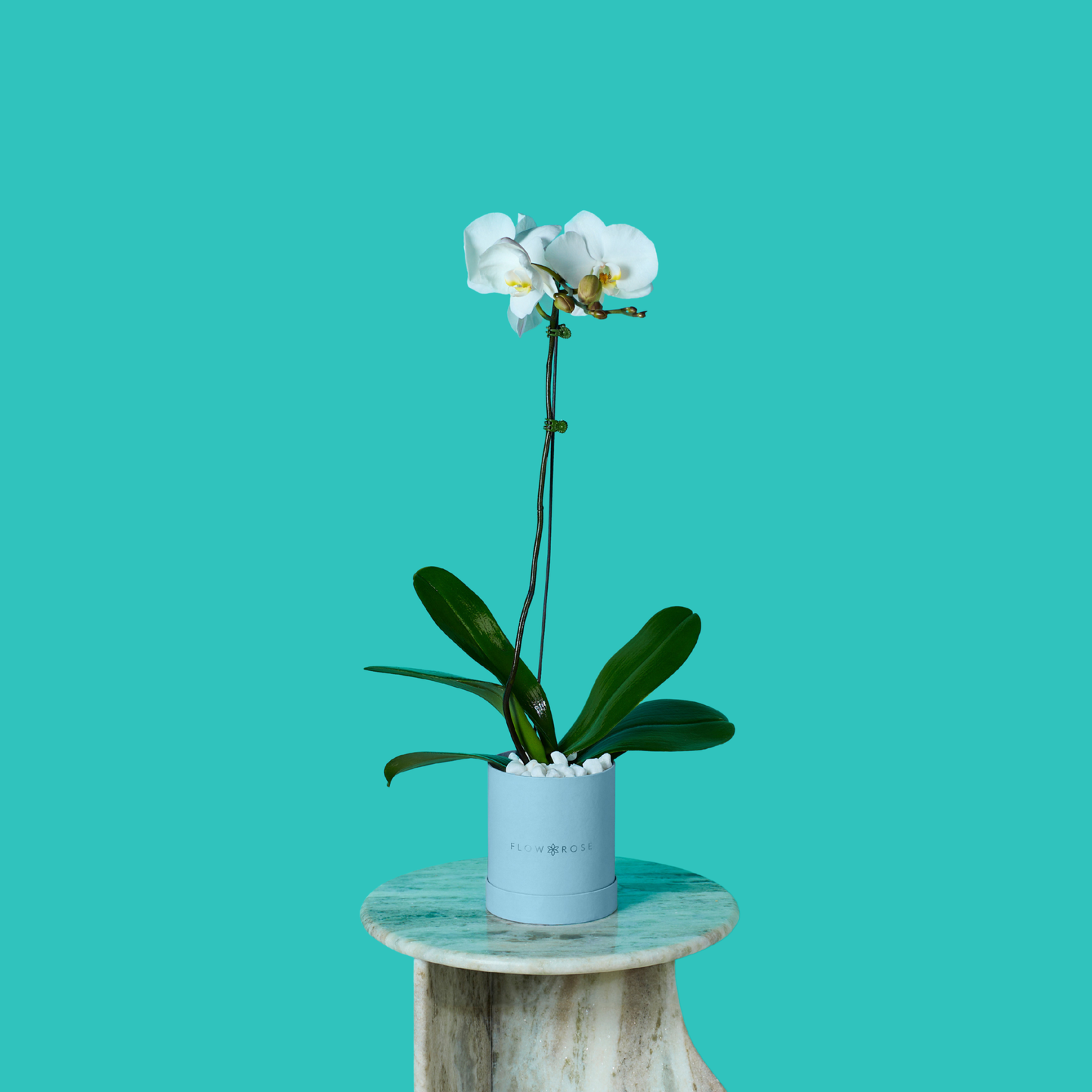 Plant Orchid