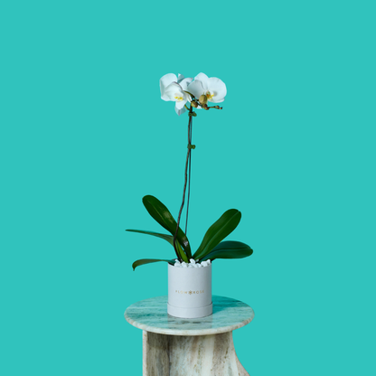 Plant Orchid