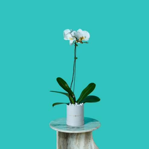 Plant Orchid
