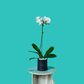 Plant Orchid