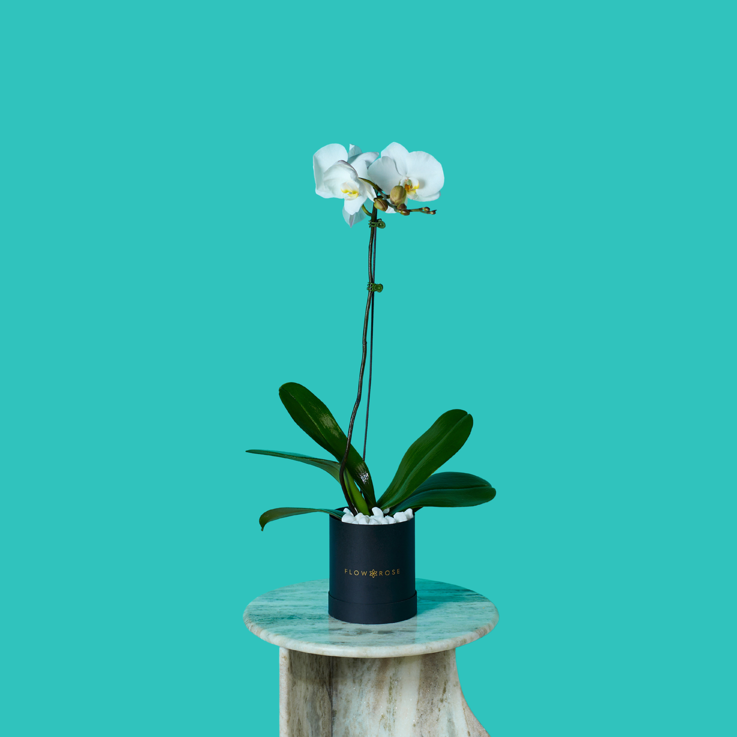 Plant Orchid
