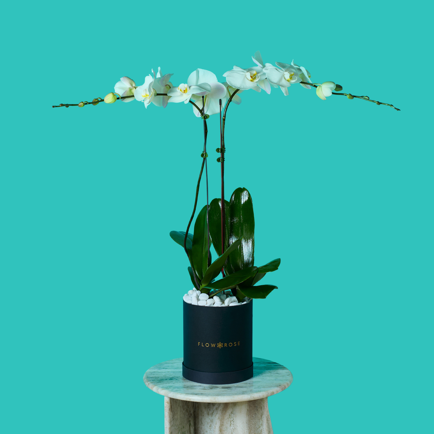 Plant Orchid