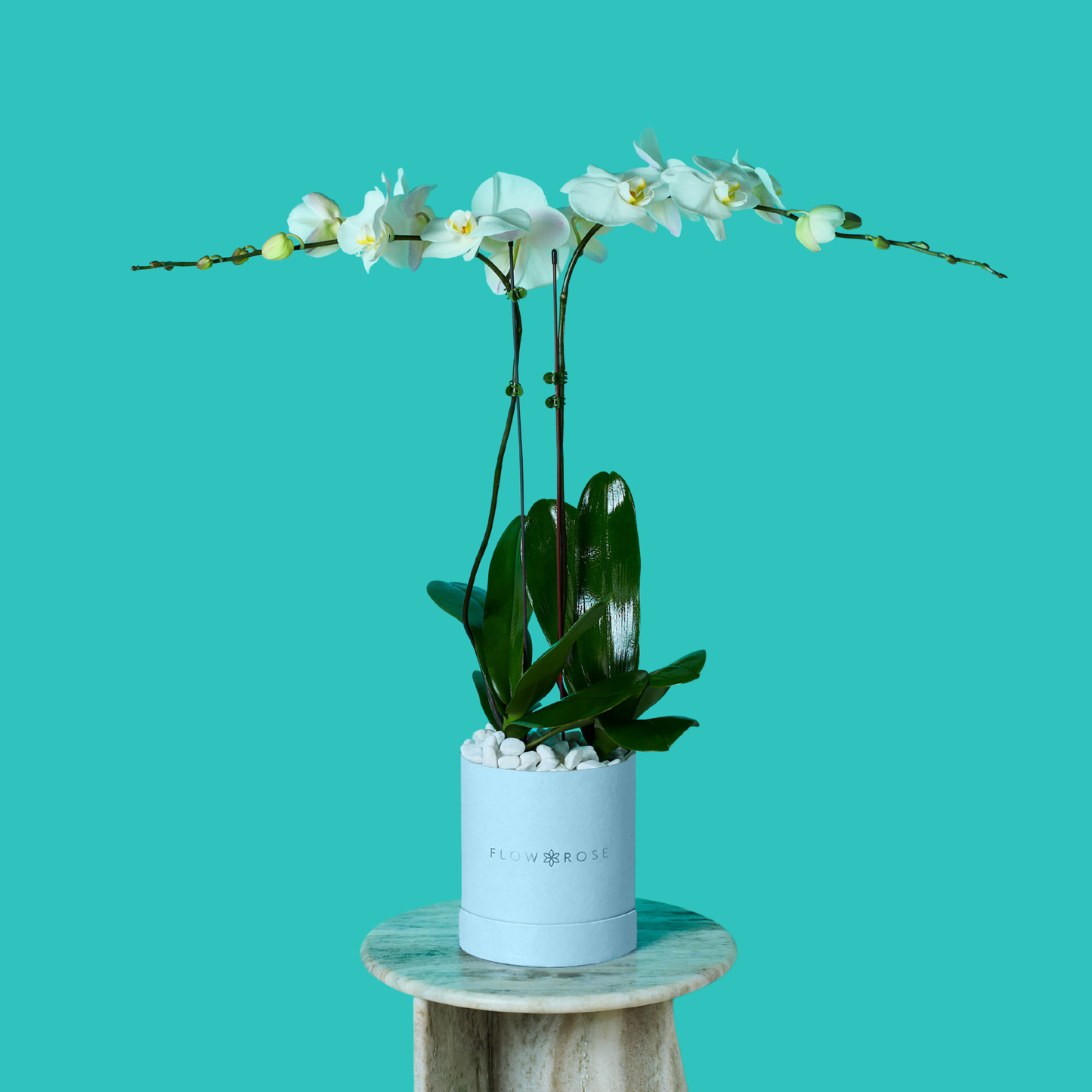 Plant Orchid