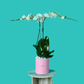 Plant Orchid