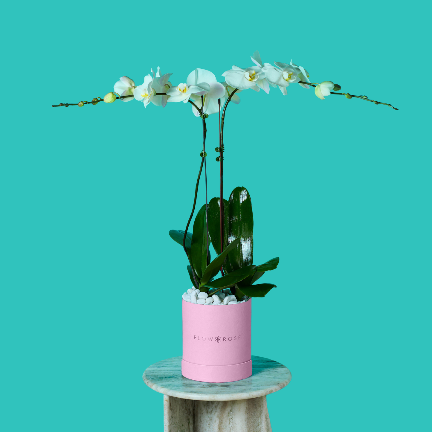 Plant Orchid