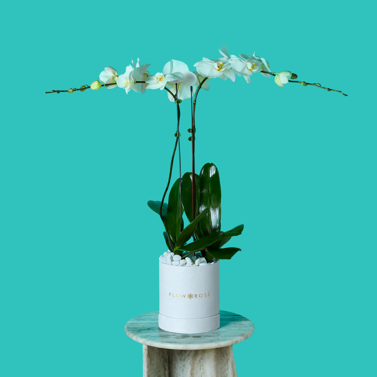 Plant Orchid