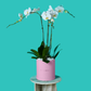 Plant Orchid