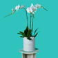 Plant Orchid
