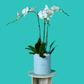 Plant Orchid