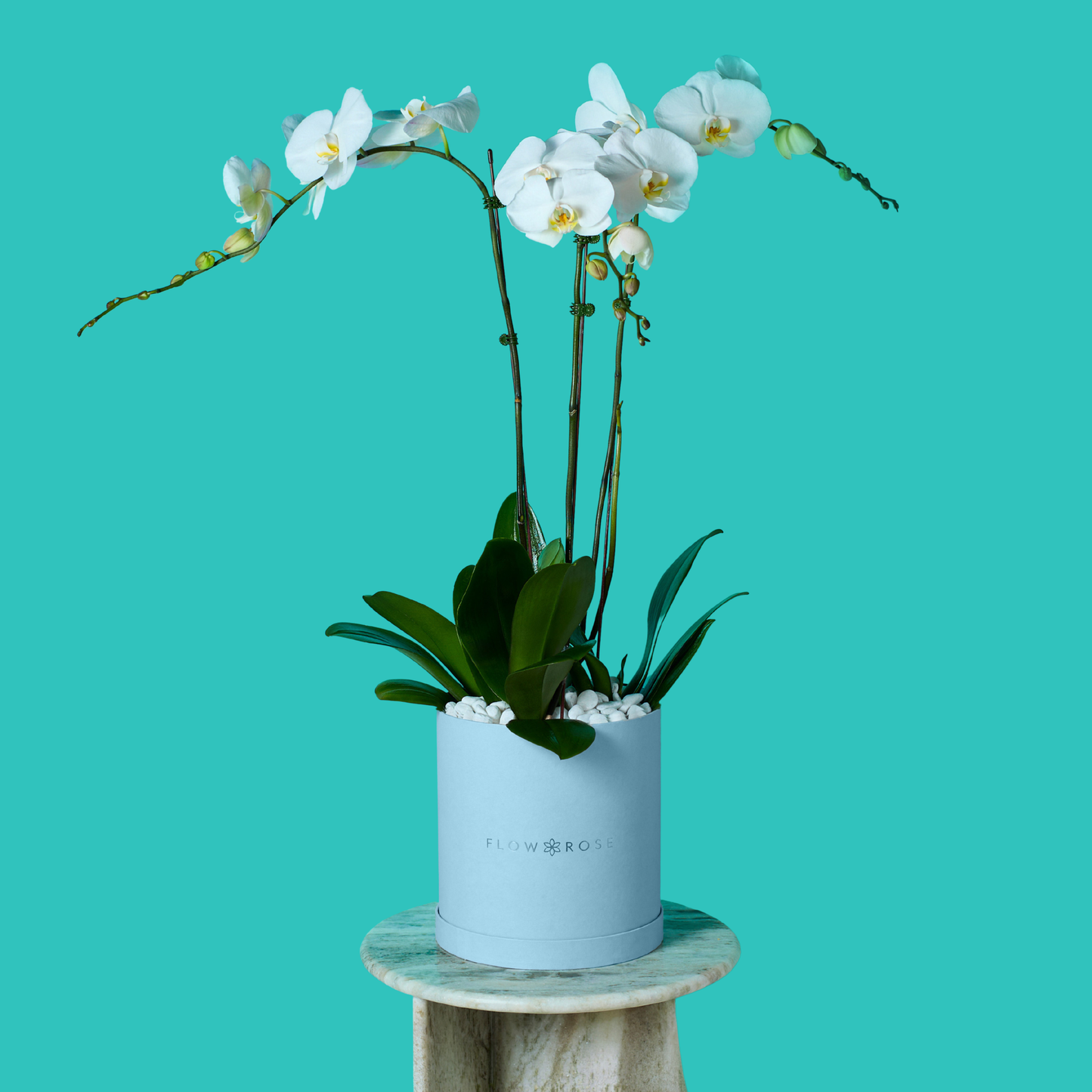 Plant Orchid