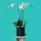 Plant Orchid