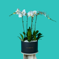 Plant Orchid