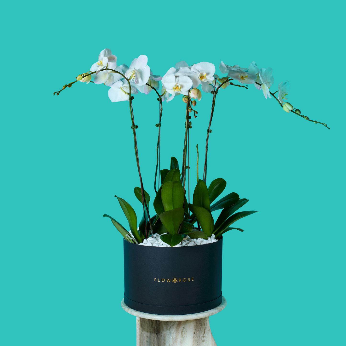 Plant Orchid