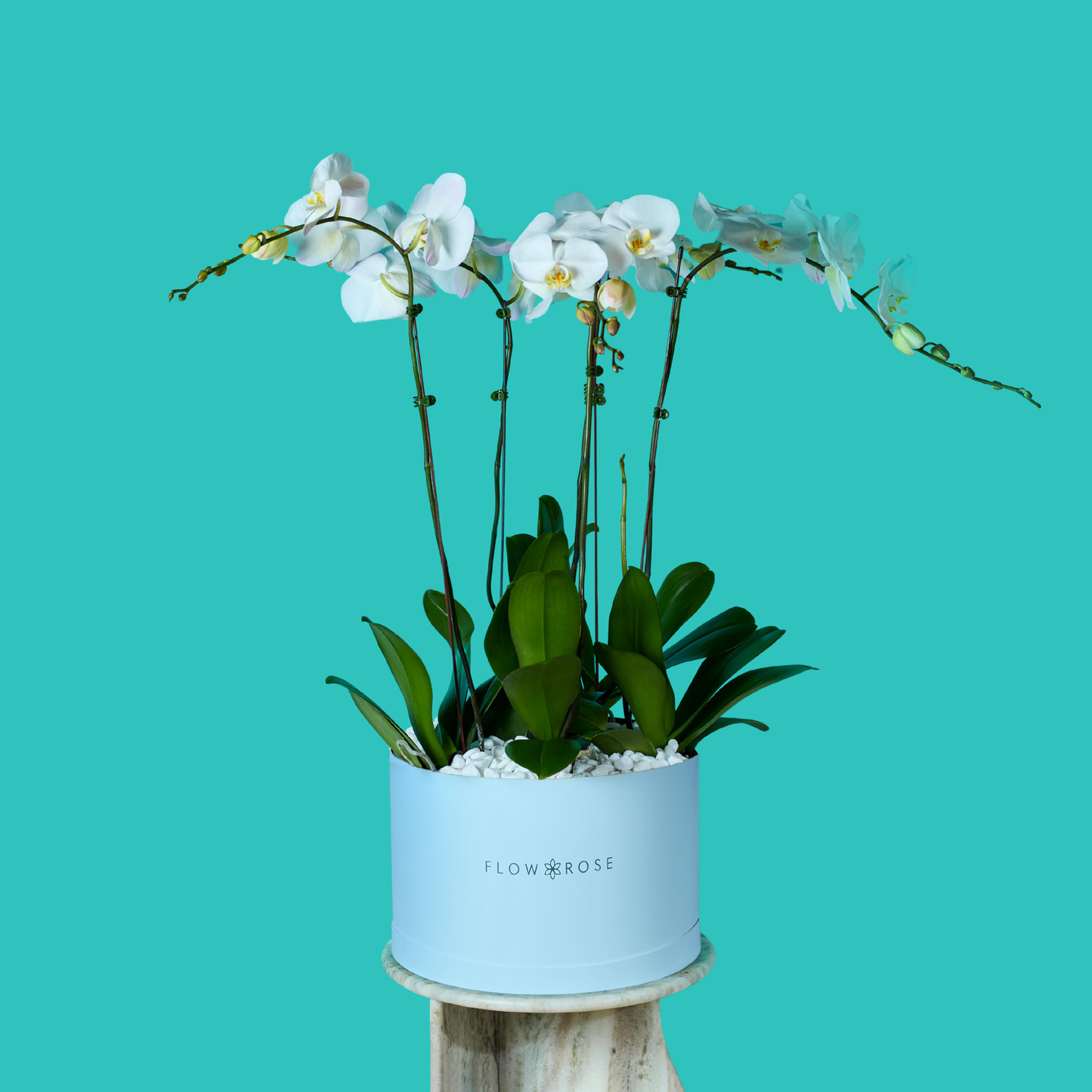 Plant Orchid