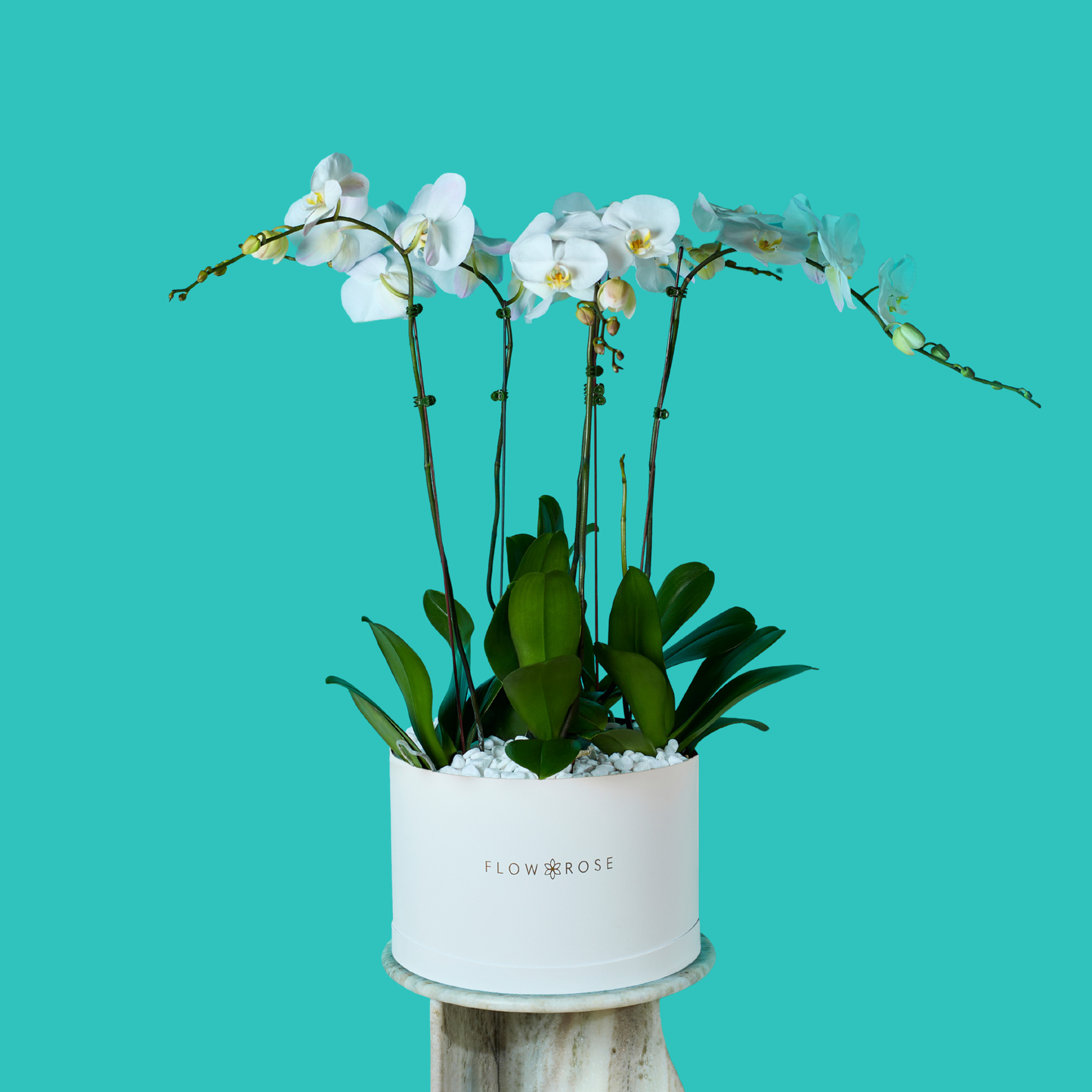 Plant Orchid