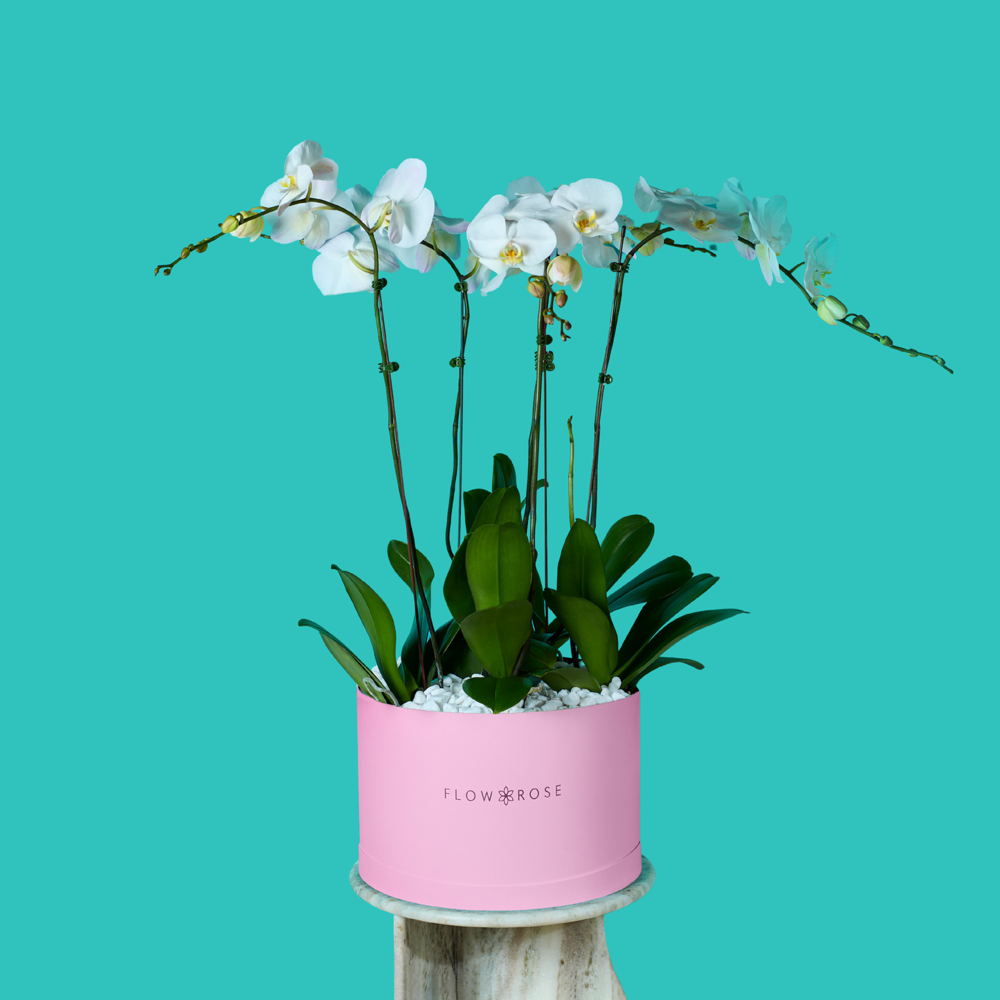 Plant Orchid