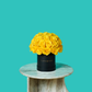 Yellow Rose