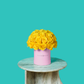 Yellow Rose