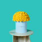 Yellow Rose