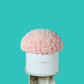 Pink Carnation