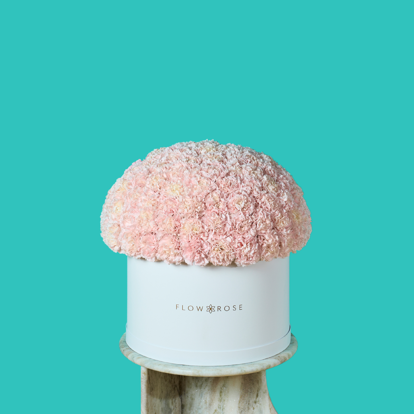 Pink Carnation