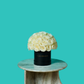 White Rose