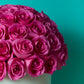 Pink Rose